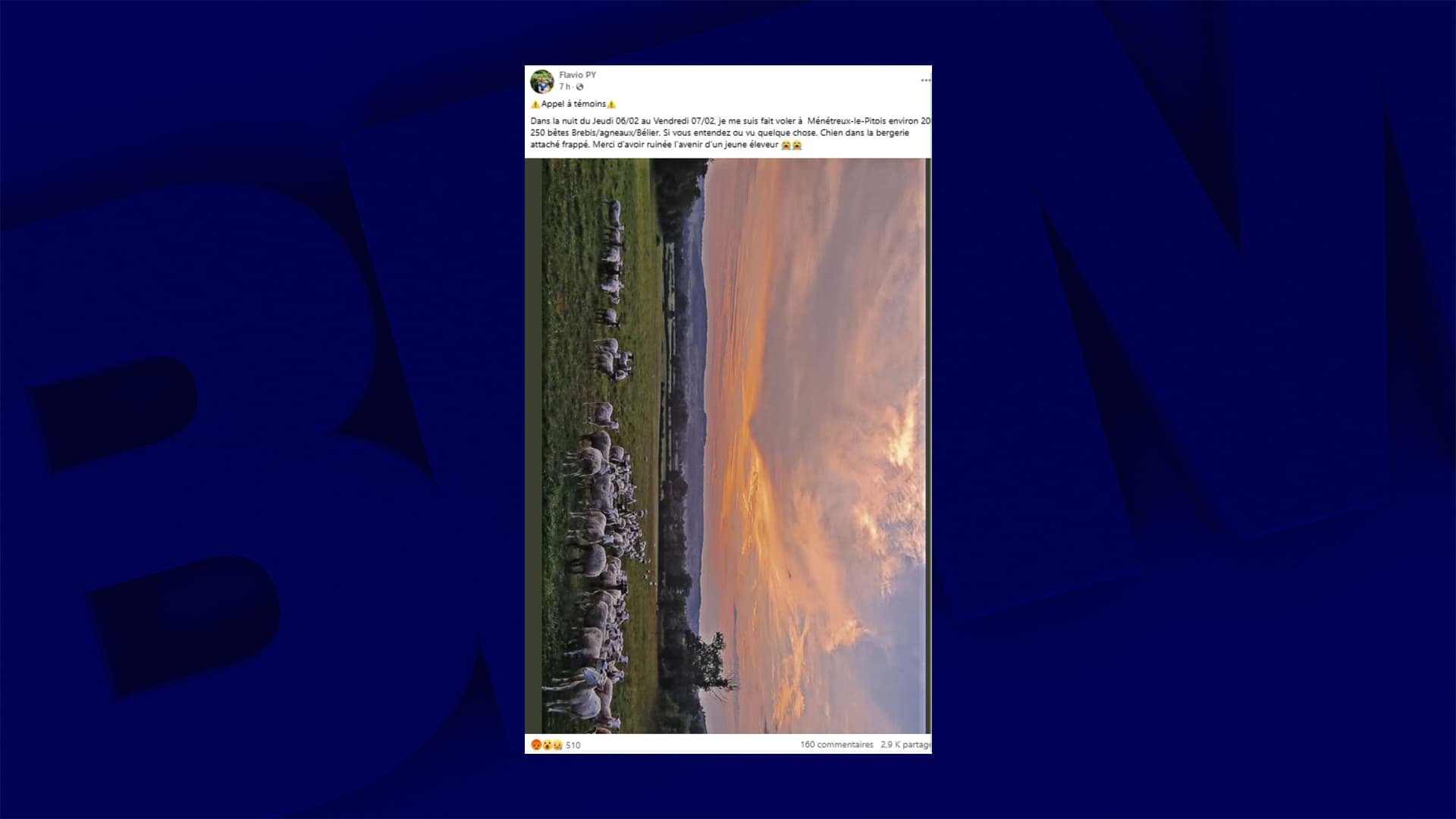 « Merci d’avoir ruiné l’avenir d’un jeune éleveur »: un agriculteur se fait voler plus de 200 moutons en Côte d’Or