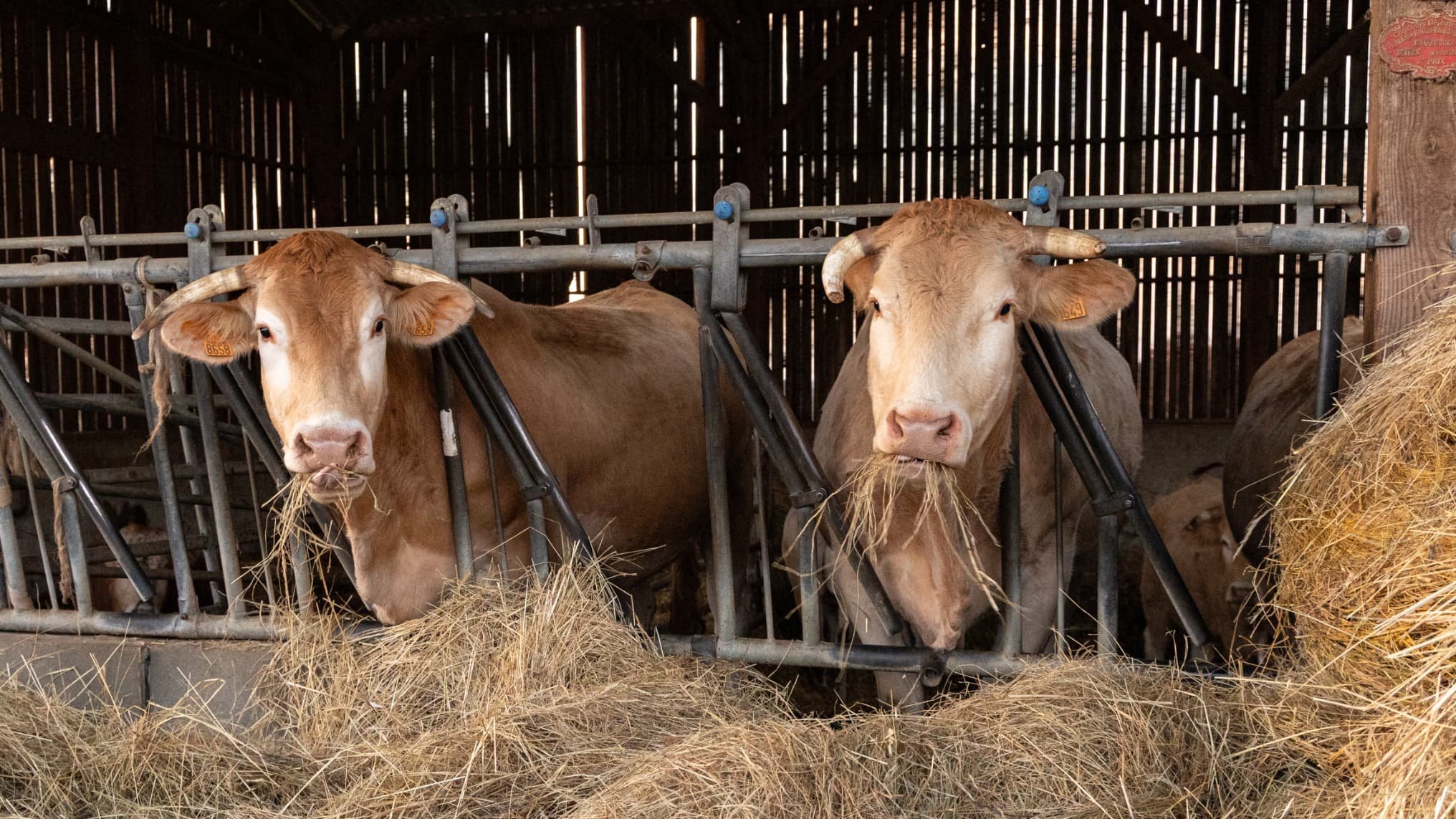 « L’Europe mettra la France sous cloche »: pourquoi l’État impose l’abattage de tout le troupeau lorsqu’un seul bovin est infecté par la dermatose nodulaire contagieuse