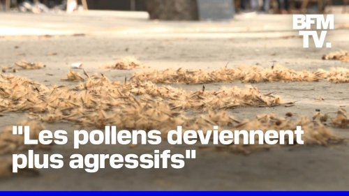 "Les pollens sont plus agressifs": les allergies sont de plus en plus nombreuses et plus longues