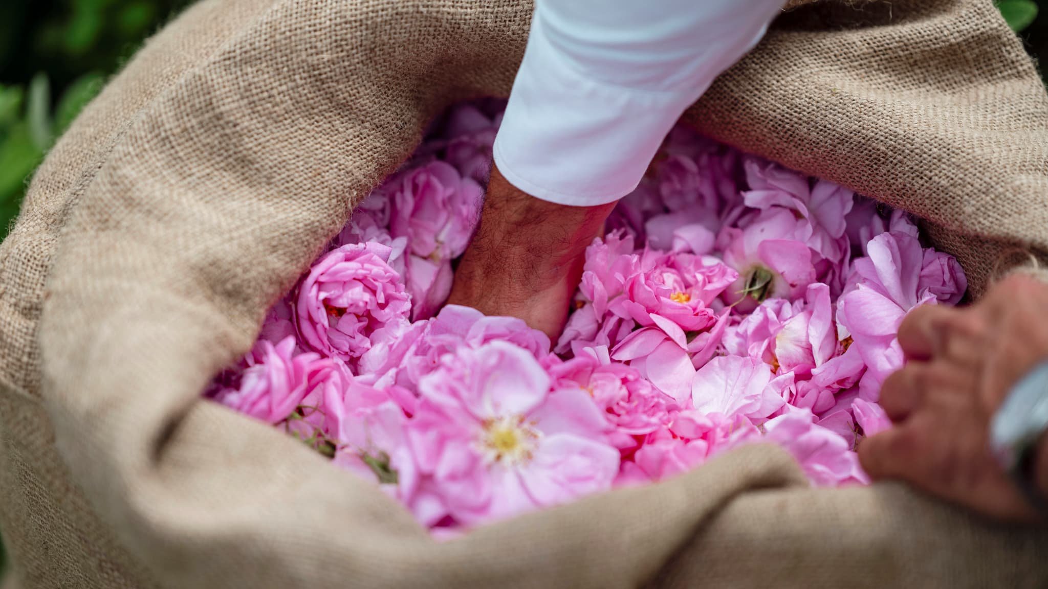 À Grasse, la récolte de la Centifolia, l’or rose des parfums de luxe, s’achève