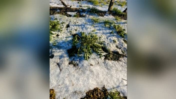 « On ne l’a pas vue arriver »: les vignes d’Armagnac dans le Gers ravagées par la grêle