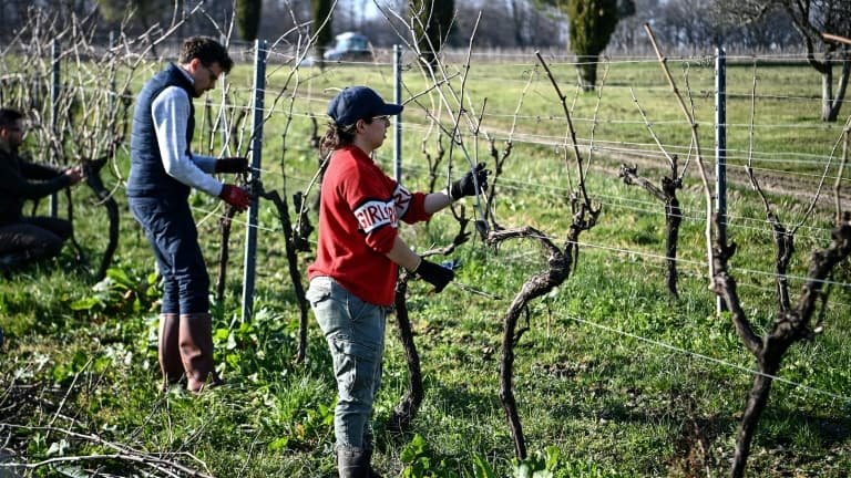 « Il n’y a pas une grappe récoltable »: des bénévoles viennent en aide aux vignerons victimes de la grêle