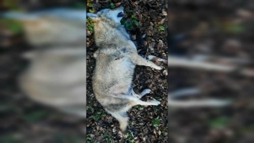 Seine-et-Marne: l'animal percuté près de la forêt de Fontainebleau est bien un loup gris
