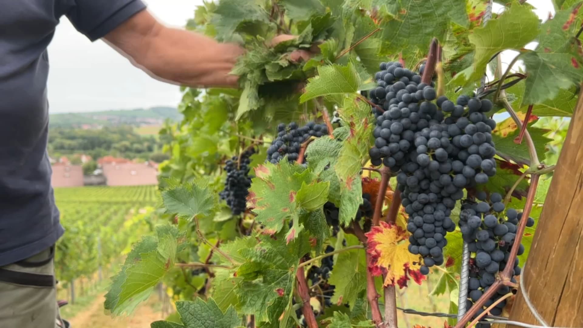 Biodynamie et exigence: comment les vins d’Alsace ont conquis le Japon