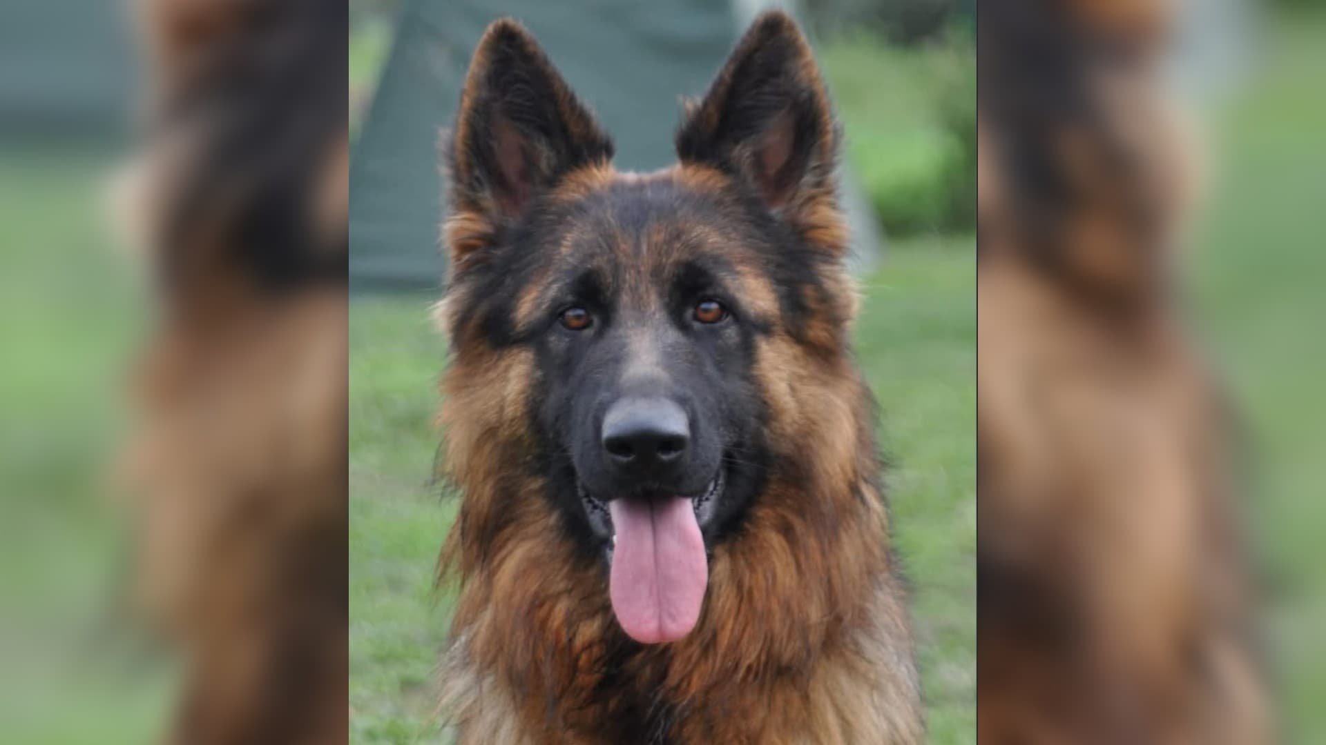 Paris: un Berger allemand d’une valeur de 30.000 euros volé au Salon de l’agriculture