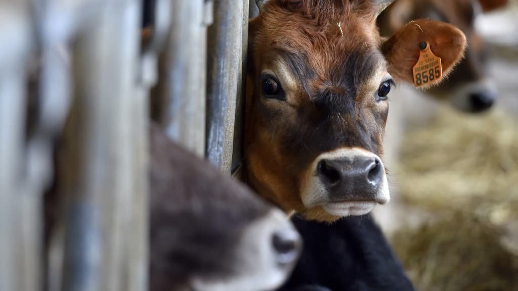 Plus de 300 veaux meurent dans l’incendie d’un hangar agricole en Dordogne