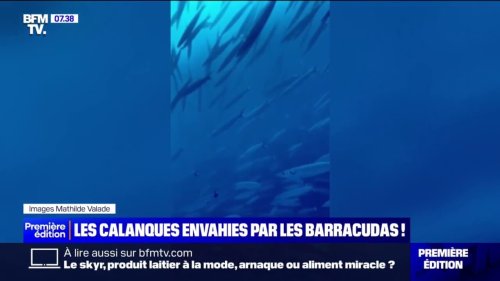 Les calanques de Marseille envahies par les barracudas