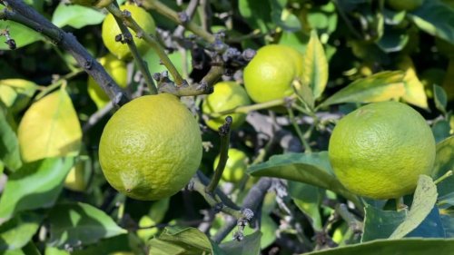 Sécheresse: trop petits, les citrons de Menton risquent de perdre leur appellation