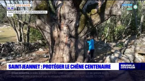 Saint-Jeannet: un chêne centenaire menacé par les promeneurs