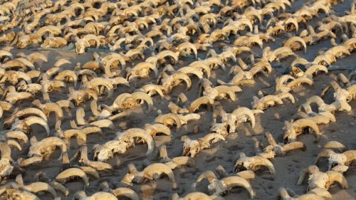 Égypte: des milliers d'animaux momifiés découverts dans le temple de Ramsès II