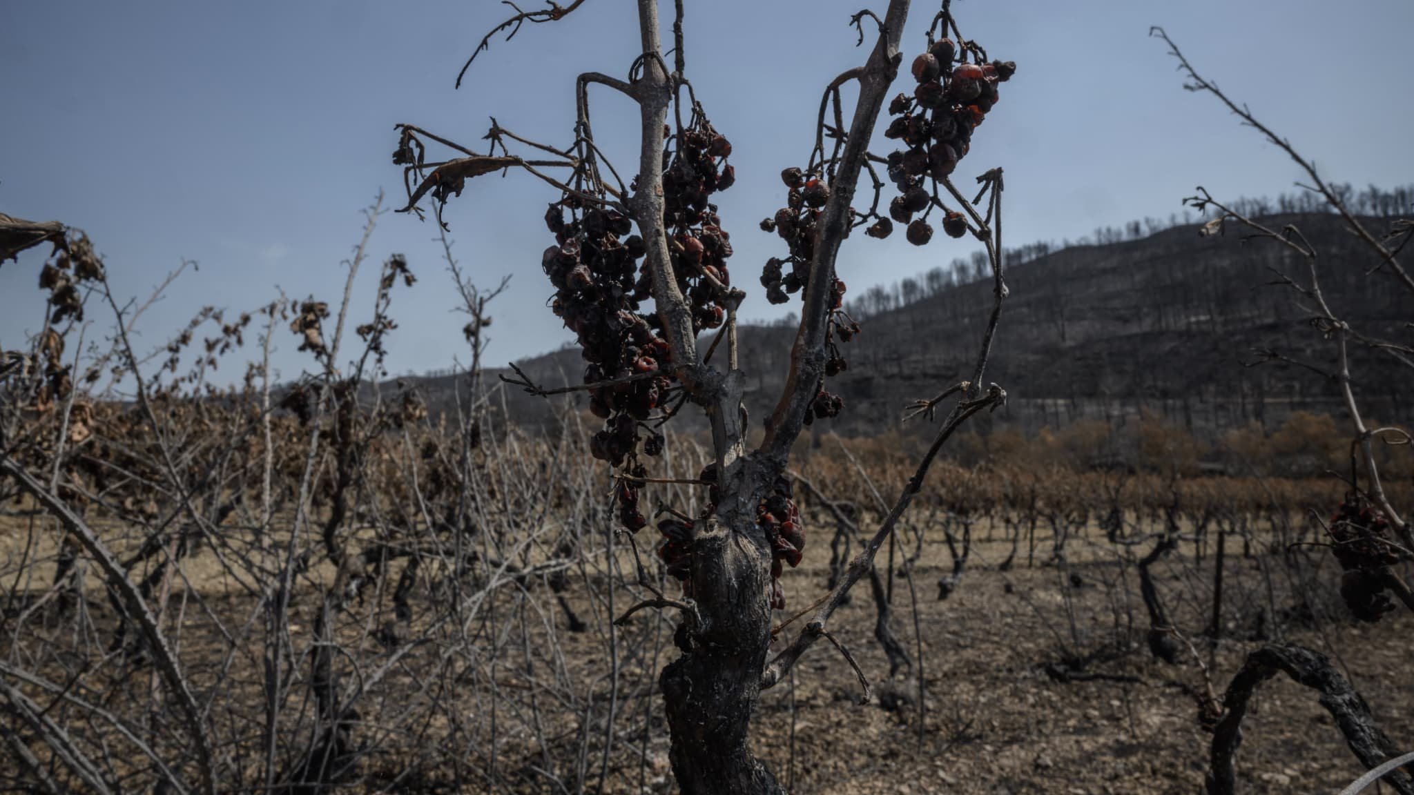 « Une ampleur inédite en France »: l’incendie dans l’Aude a laissé un « goût de fumée » dans les vignobles