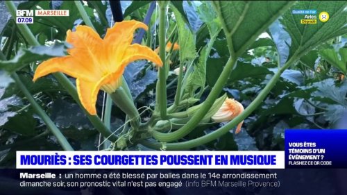 Bouches-du-Rhône: de la musique pour faire pousser des courgettes