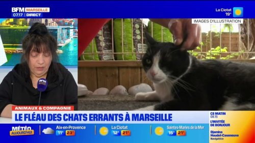 "Ca fait des années que ça dure": le fléau des chats errants à Marseille