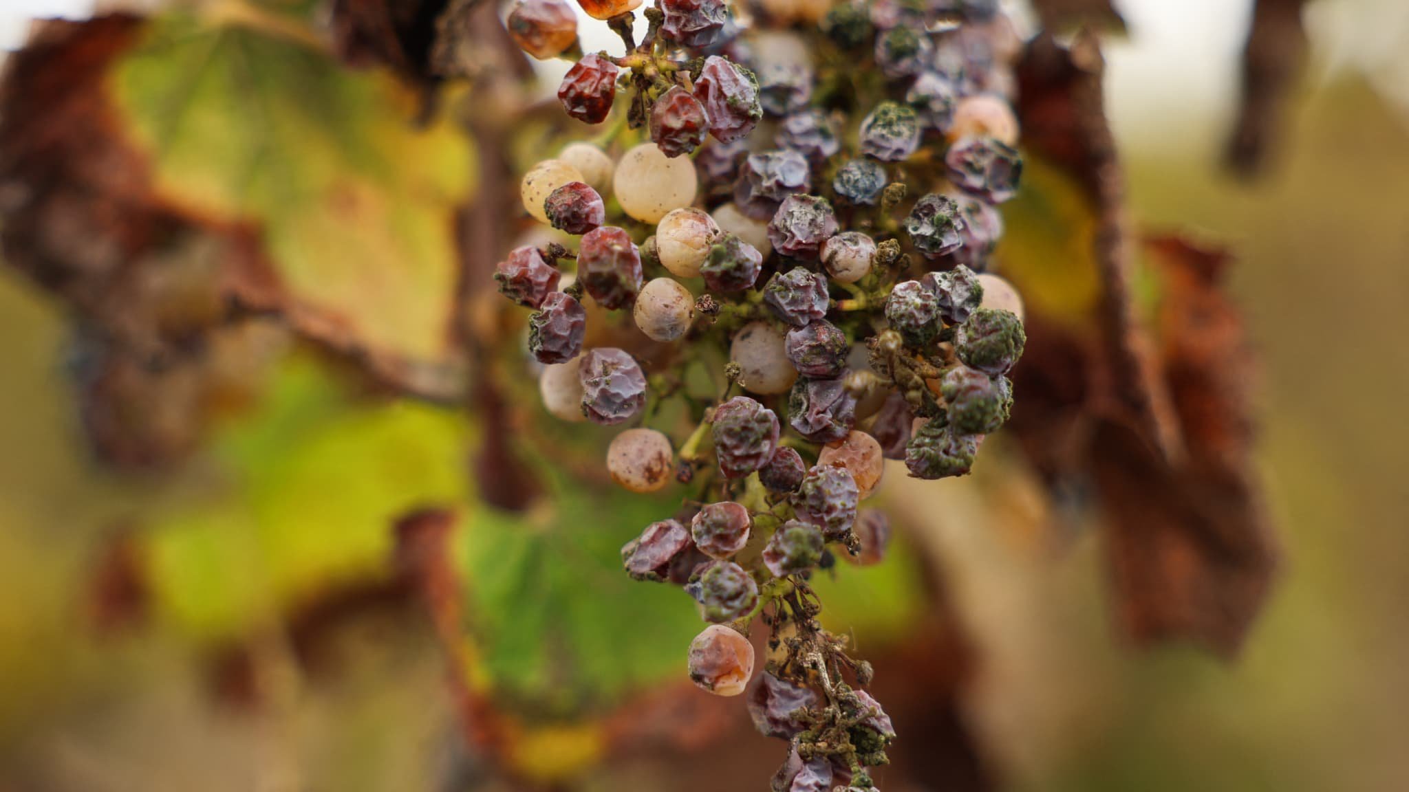 Des parcelles fantômes, remplies de grappes pourries: alors que les Américains boivent de moins en moins d’alcool, la Californie arrache des milliers d’hectares de vignes