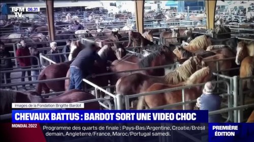 "Une sauvagerie": la Fondation de Brigitte Bardot publie une vidéo montrant des chevaux maltraités à la Foire de Maurs
