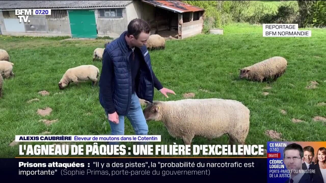 Pâques: le Roussin de la Hague, une race de moutons d’excellence en Normandie