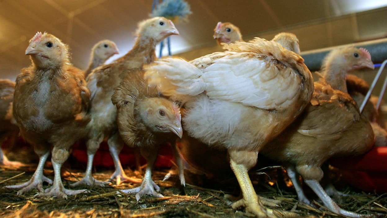 Les marques de poulets Père Dodu et La Nouvelle Agriculture évoluent vers des pratiques moins cruelles