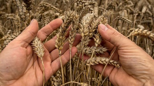 Guerre en Ukraine: comment le blé est devenu une arme géopolitique