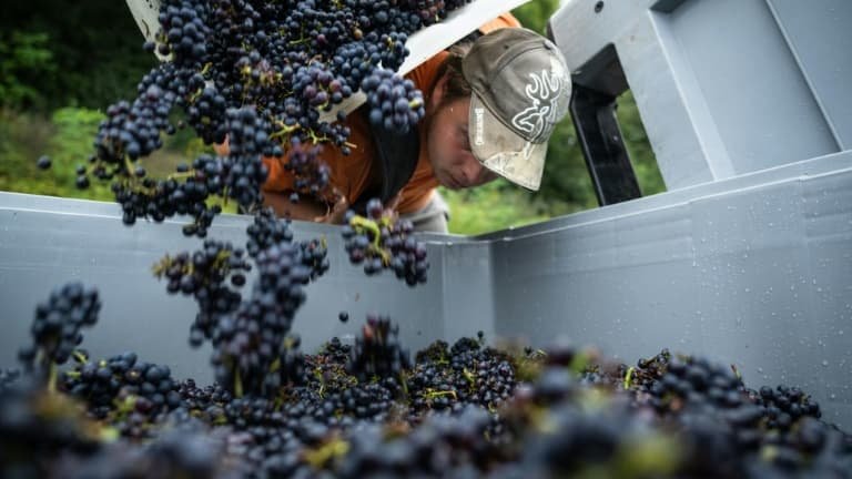 Des milliers d’exploitations menacées? La filière du vin s’inquiète d’être exclue de l’accord commercial entre l’UE et les États-Unis
