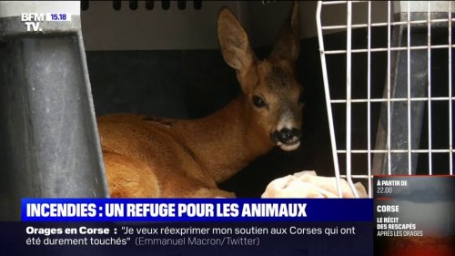 Gironde: ce refuge accueille les animaux victimes des incendies survenus ces dernières semaines