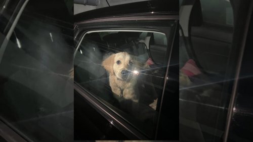 "Sans une gamelle d’eau": un chiot enfermé dans une voiture suscite l'indignation à Saint-Martin-du-Var
