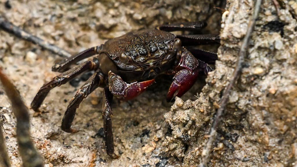 Un quart de la faune d’eau douce est menacé de disparition, selon une étude