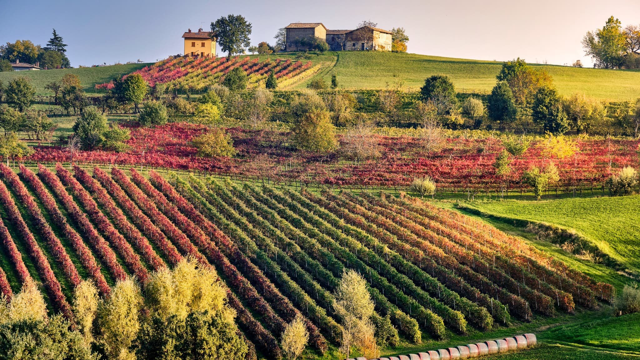 L’Italie reste le premier production mondial de vin, loin devant la France dont les vignobles ont souffert de la chaleur