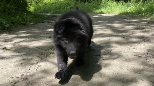 "J'ai encore du mal à me refaire la scène": trois individus armés volent un chiot en pleine journée à Lyon