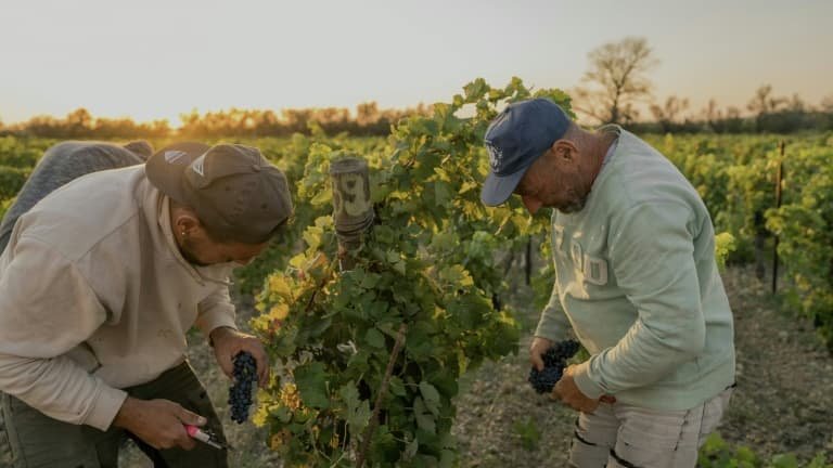 Un léger rebord de 3% en 2025 mais toujours en recul sur 5 ans: la production de vin en France reste loin de ses bonnes années