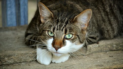 Isère: disparu depuis trois ans, un chat retrouve ses propriétaires