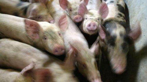 Un élevage porcin fournissant Herta au tribunal pour "maltraitance animale"