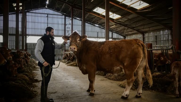 Derniers préparatifs pour Oupette, égérie du Salon de l’agriculture