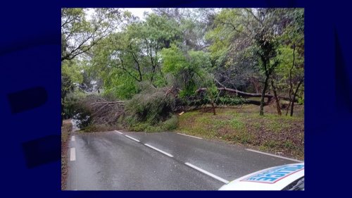 Alpes-Maritimes: la circulation interrompue entre Mougins et Antibes en raison d'une chute d'arbres