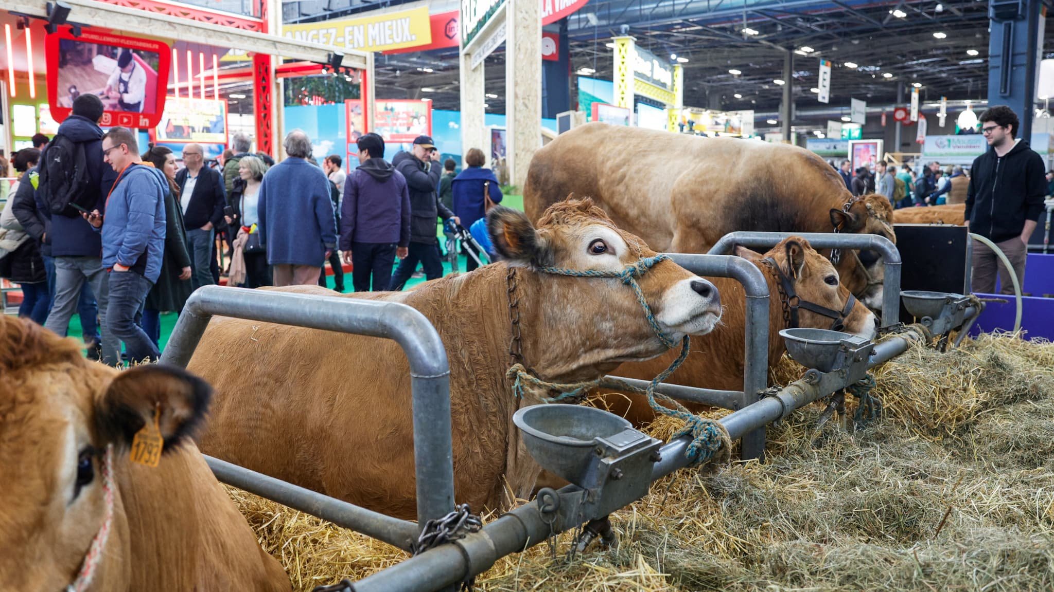 Les vaches seront-elles au Salon de l’agriculture? Les organisateurs restent « vigilants » face à la dermatose nodulaire contagieuse