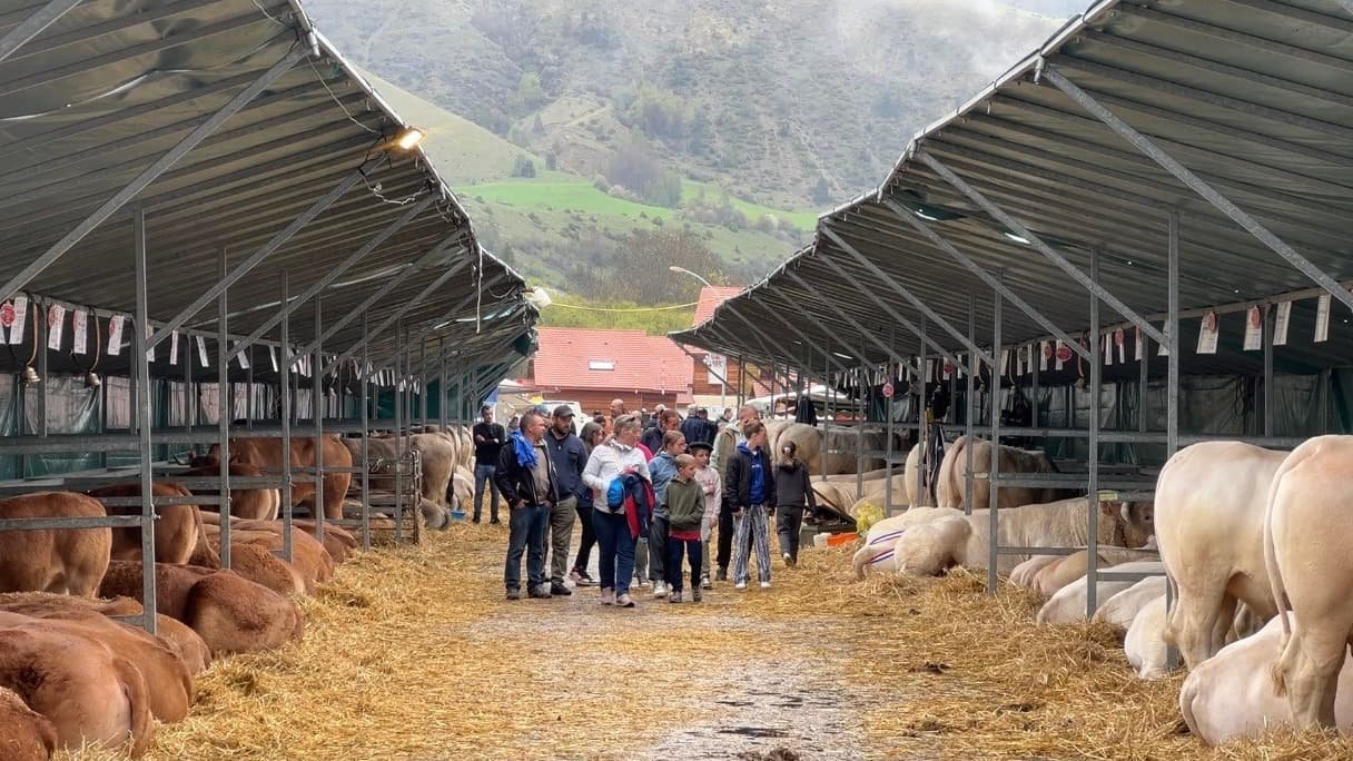 Concours, animations, mini ferme… succès pour le 6e salon de l’élevage haut-alpin à Ancelle