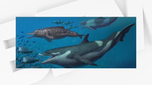 Des espèces de dauphins vivant il y a 20 millions d'années identifiées en Suisse