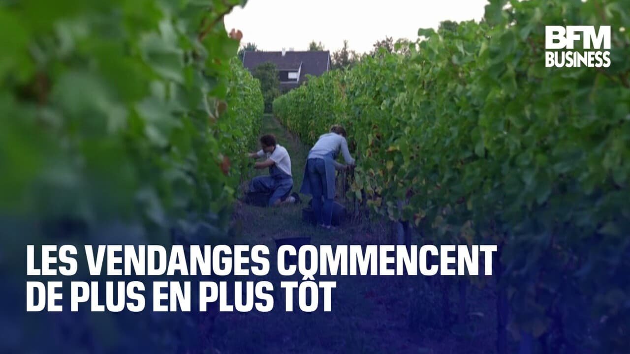 Les vendanges commencent de plus en plus tôt