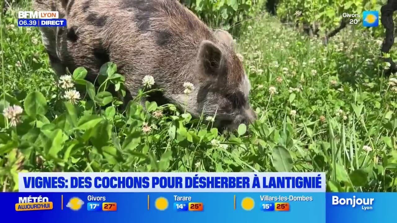 Rhône: un viticulteur à Lantignié utilise des cochons pour désherber son exploitation