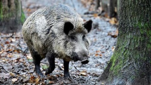 "On a eu très peur": les battues aux sangliers inquiètent les habitants de Sathonay-Camp