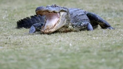 En Floride, un alligator tué après la découverte du corps d'une femme dans ses mâchoires