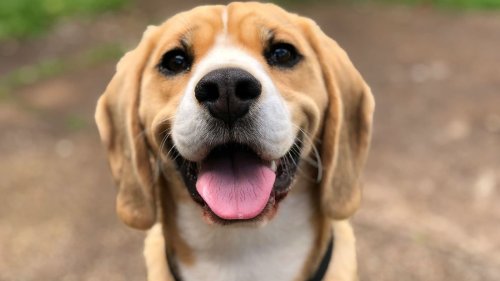 Ne pas tenir votre chien en laisse en balade peut vous coûter cher: voici le montant de l'amende