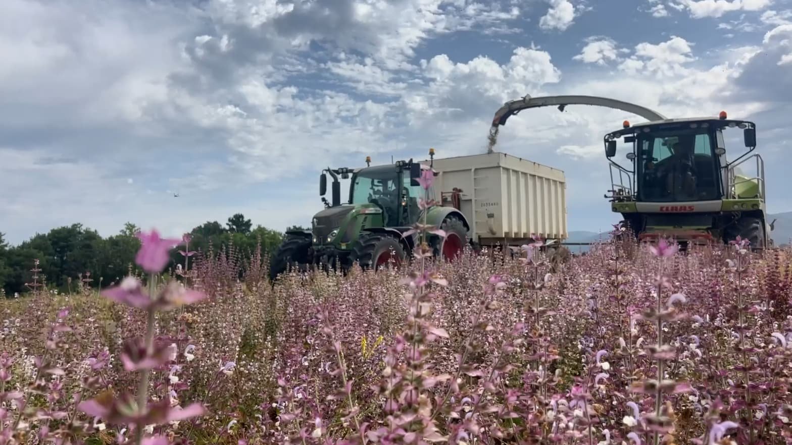 Les récoltes ont commencé avec de l’avance sur le plateau de Valensole