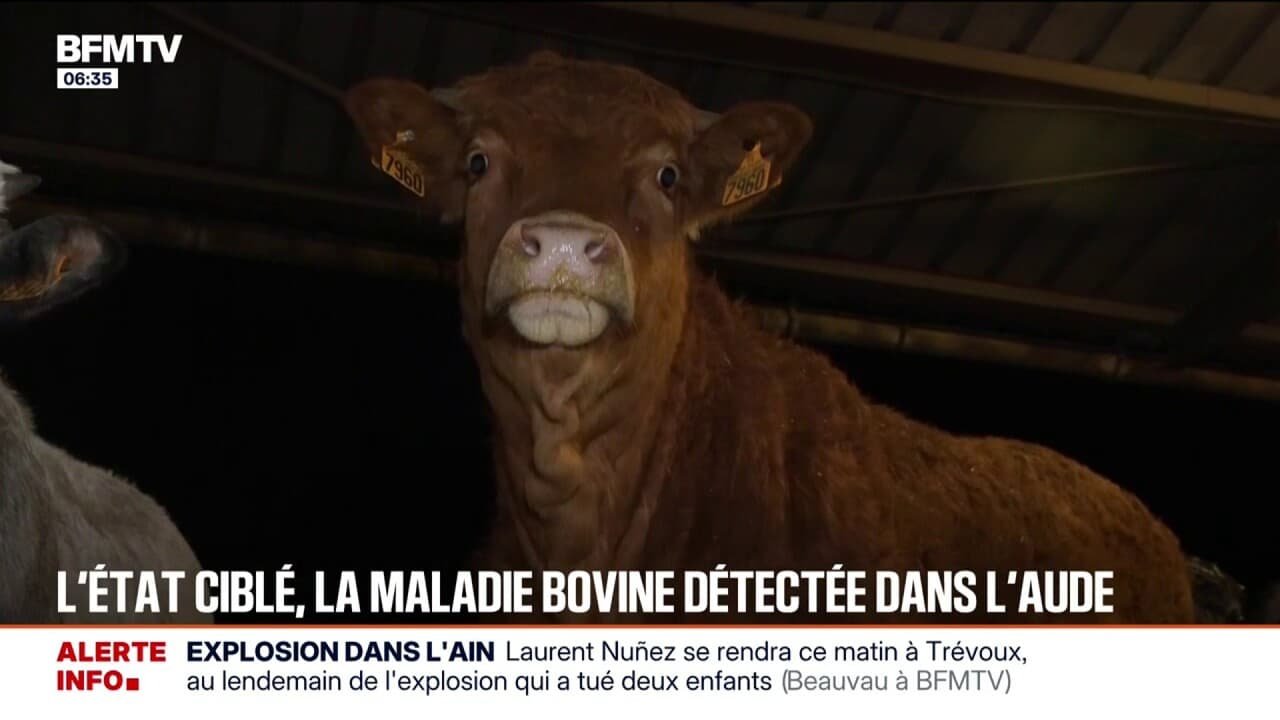 Dermatose nodulaire: la maladie bovine détectée dans l’Aude