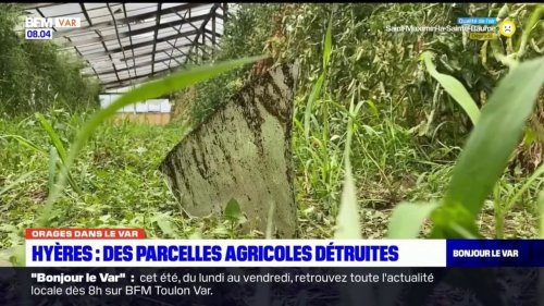 Hyères: les intempéries dans le Var ont détruit des parcelles agricoles