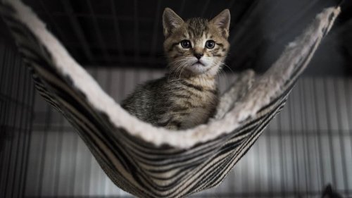 Hyères: une chatte euthanasiée retrouvée vivante sur Instagram par sa propriétaire