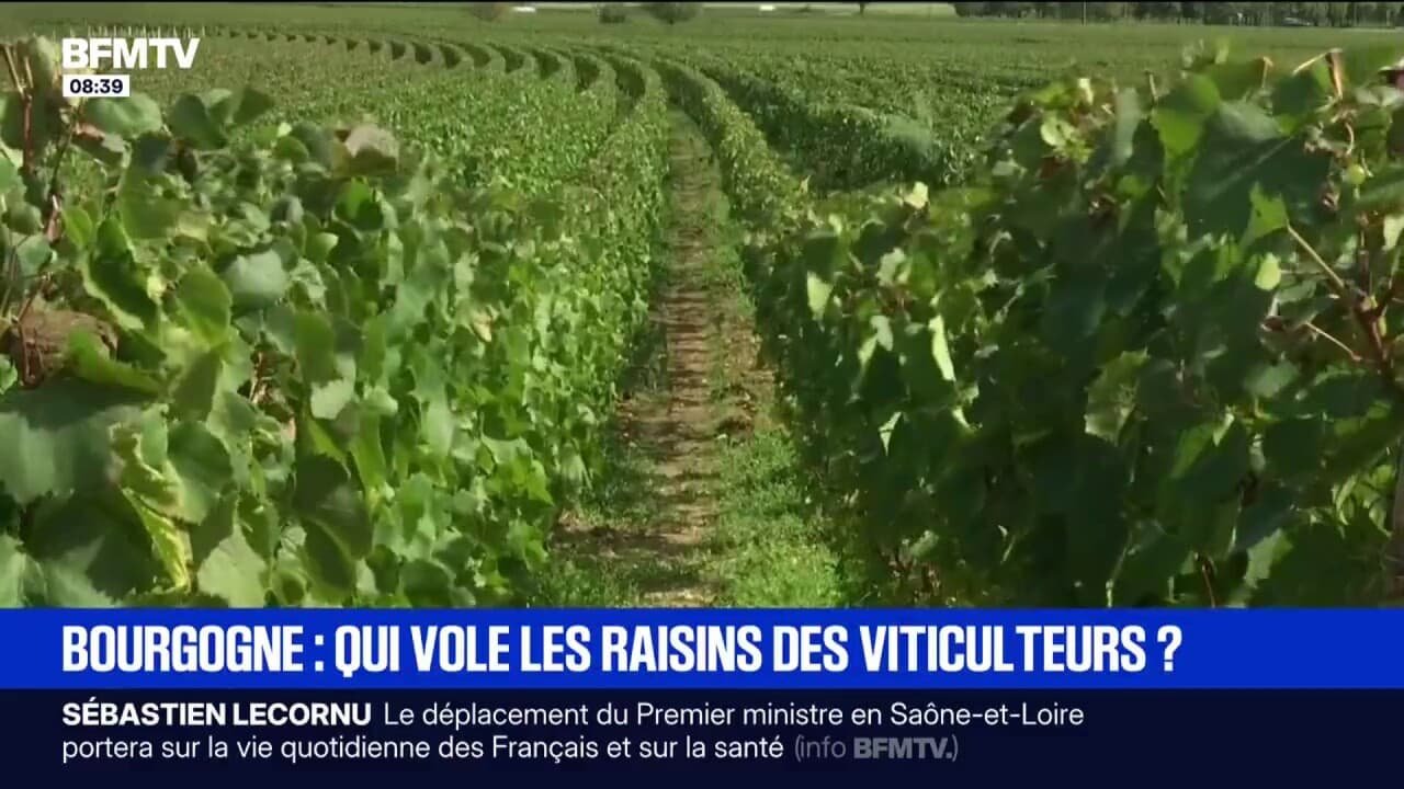 « On a travaillé un an dessus »: en Bourgogne, des viticulteurs se font voler du raisin