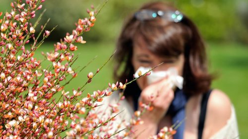 Lify Air dévoile une application pour connaître la quantité de pollen dans l'air