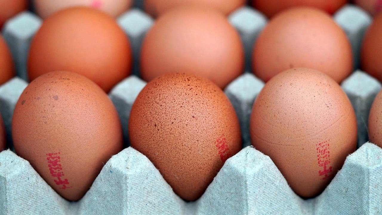 « Ce n’est simplement pas possible »: l’interprofession des œufs déplore les importations d’Ukraine par les supermarchés