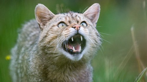 Savoie: le chat sauvage est de retour dans le massif des Bauges, une première depuis un siècle