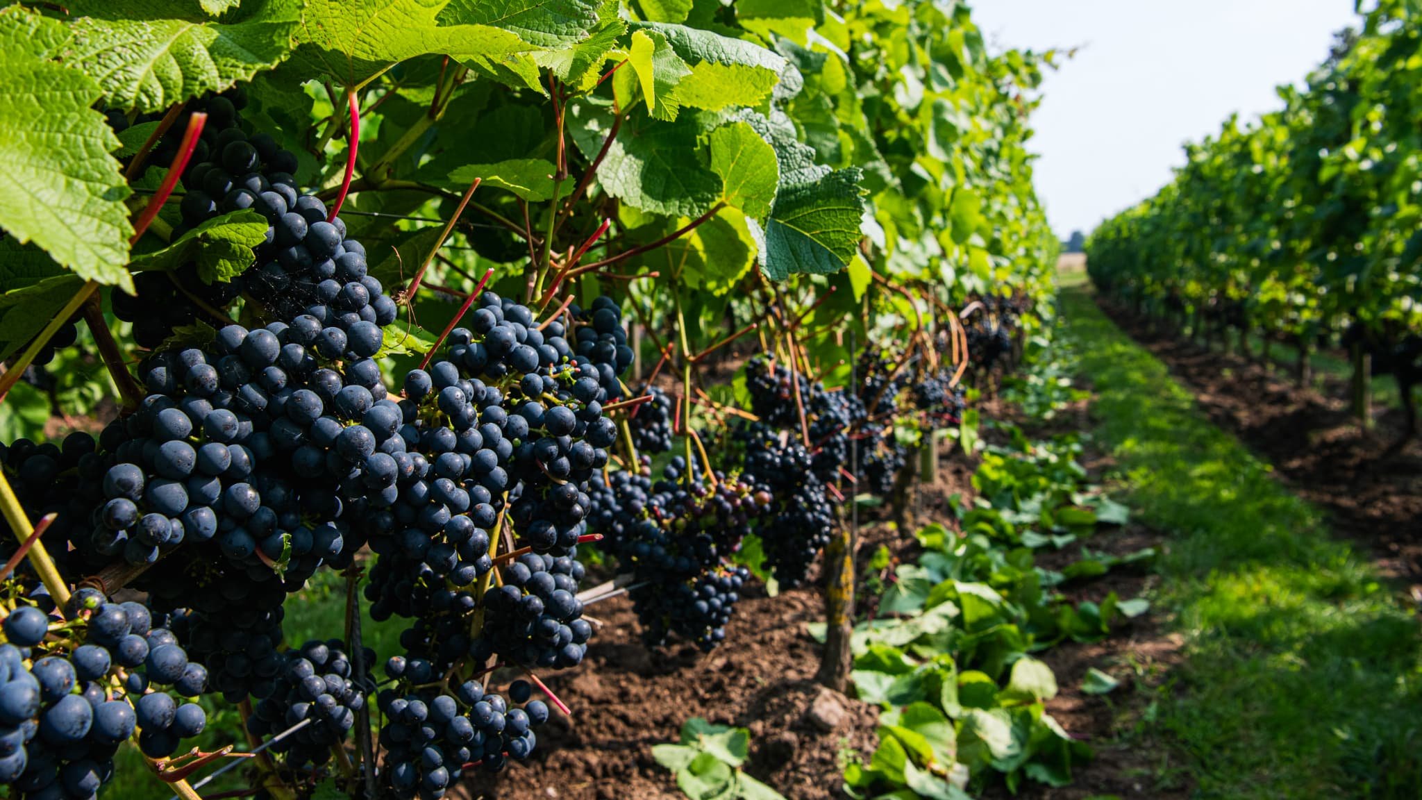 Le vin suédois est en plein essor: le pays a doublé la surface de son vignoble en 10 ans et pourrait encore le multiplier par 20 grâce au réchauffement climatique